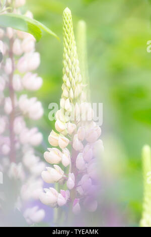 Belle floraison mauve lupins sauvages avec un arrière-plan flou et de couleurs vives en été Banque D'Images