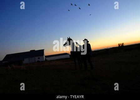 Billy Jack Barrett, Pine Valley Ranch Equestrain Center manager, se dresse dans son pâturage avec son cheval Fortune Blackjack, un étalon noir, le 3 novembre 2016, à son domicile de Peyton, Colorado Barrett, un ancien entraîneur de chevaux de l'armée pour le 12e régiment de cavalerie, Fort Carson, Co., a travaillé pour l'US Air Force Academy Equestrian Center pendant 37 ans. Barrett a été rédigé en septembre 1966 pour le conflit du Vietnam, mais en raison de complications médicales, a été envoyé à Fort Carson pour aider avec le Calvaire. Banque D'Images