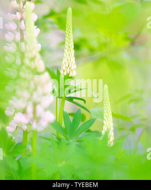 Belle floraison mauve lupins sauvages avec un arrière-plan flou et de couleurs vives en été Banque D'Images