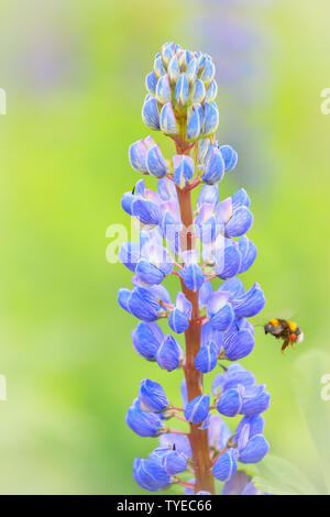 Belle floraison mauve lupins sauvages avec un arrière-plan flou Banque D'Images