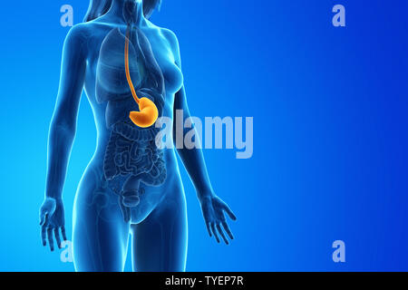 Médicalement en rendu 3d illustration d'un précis de l'estomac de womans Banque D'Images