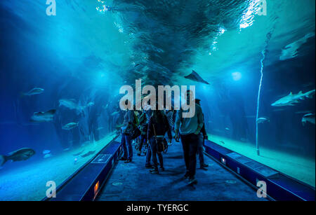 VALENCIA , ESPAGNE - 7 novembre 2016. Les touristes à l'intérieur de l'océanographie, un aquarium d'Espagnol inauguré en 2002, à Valence, en Espagne. Banque D'Images