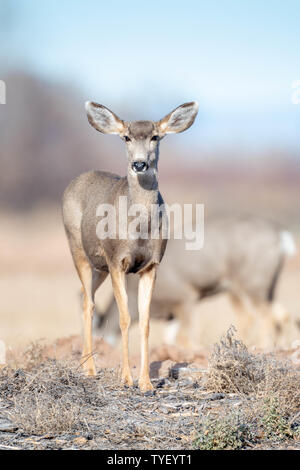 Rocky Mountain le cerf mulet, (Odocoilius hemionus hemionus), n. Bernardo Waterfowl Management Area, New Mexico, USA. Banque D'Images