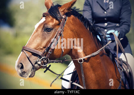 Sur une baie magnifique cheval avec une tache blanche sur son front et une crinière sombre, vêtu d'une patte et de munitions pour les sports équestres, est assis un rider dre Banque D'Images