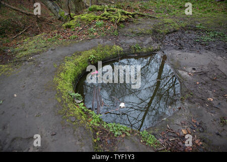 Arbres se reflétant dans l'eau du puits sacré supposé à Dunino Dunino, Den, St Andrews, en Écosse. Banque D'Images