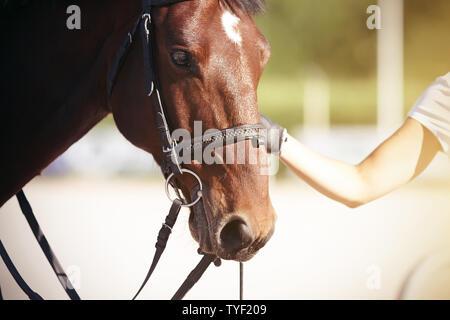 La main de la jeune fille tient la bride d'une baie magnifique cheval avec une tache blanche sur le front, la bouche de ce qui est éclairé par la lumière du soleil de somme Banque D'Images