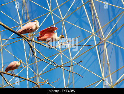 Héron rouge et spatule d'oiseaux au Zoo Banque D'Images