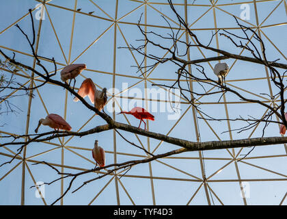 Héron rouge et spatule d'oiseaux au Zoo Banque D'Images