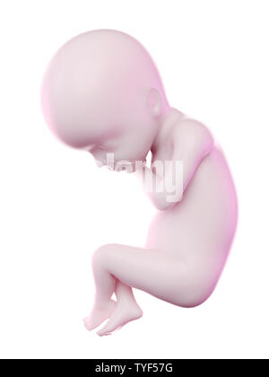 Rendu 3d illustration d'un foetus la semaine 24 Banque D'Images