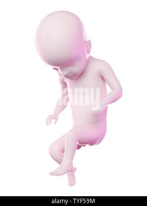 Rendu 3d illustration d'un foetus la semaine 22 Banque D'Images