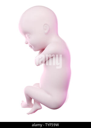 Rendu 3d illustration d'un foetus semaine 30 Banque D'Images