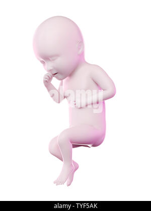 Rendu 3d illustration d'un foetus la semaine 34 Banque D'Images