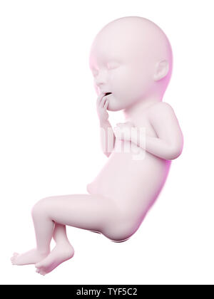 Rendu 3d illustration d'un foetus la semaine 36 Banque D'Images