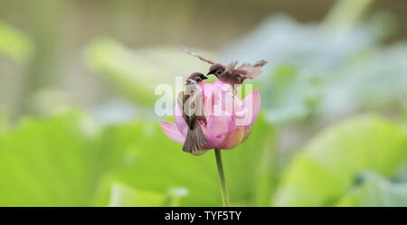 (190626) -- BEIJING, 26 juin 2019 (Xinhua) -- deux moineaux sont vus sur une fleur de lotus au parc Zizhuyuan à Beijing, capitale de Chine, le 26 juin 2019. (Xinhua/Liu Xianguo) Banque D'Images