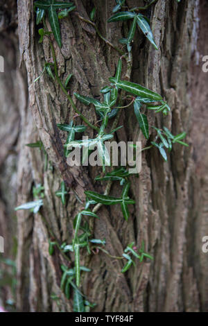 Un arbre d'escalade Ivy dans Dunino Dunino, Den, St Andrews, Fife, en Écosse. Banque D'Images