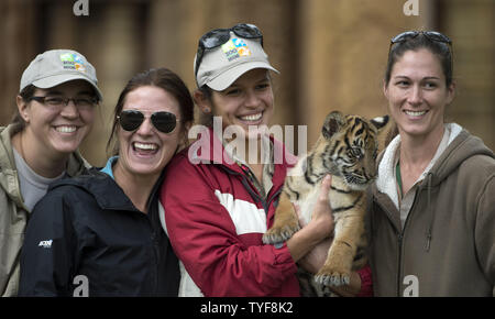 Satu, une rare tigre de Sumatra est porté par ses chiens alors qu'il est présenté au public au Zoo Miami à Miami, Floride le Jan 29, 2016. La cub, né le 14 novembre 2015, est la première pour le zoo et le deuxième à être née dans les zoos en 2015. L'espèce est considérée comme "En danger critique d'extinction" comme sous 500 sont censées exister dans les forêts de Sumatra et de l'Indonésie. .Photo par Joe Marino-Bill Cantrell/UPI Banque D'Images