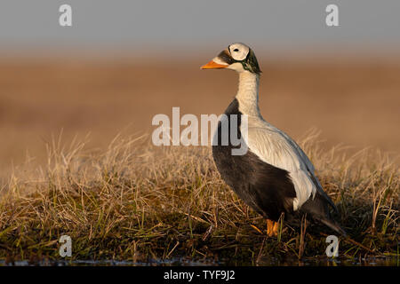 L'eider à lunettes Banque D'Images