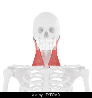 Rendu 3D précis médicalement illustration de la sterno-cléido-mastoïdien Banque D'Images