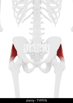 Médicalement en rendu 3d illustration de l'exacte gluteus medius Banque D'Images