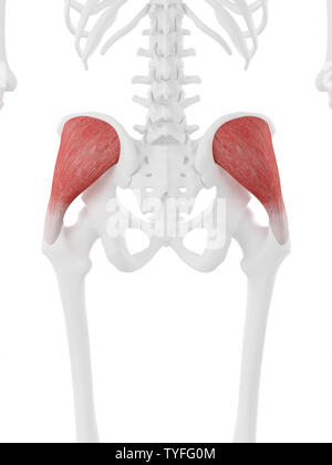 Médicalement en rendu 3d illustration de l'exacte gluteus medius Banque D'Images