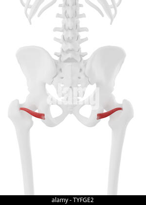 Médicalement en rendu 3d illustration de l'exacte Gemellus inférieure Banque D'Images