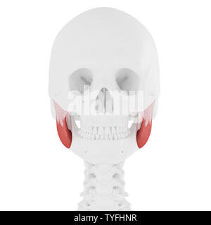 Médicalement en rendu 3d illustration de la précision supérieure masséters Banque D'Images