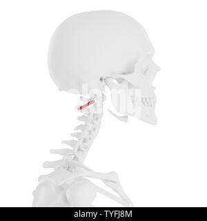 Rendu 3D précis médicalement illustration de l'obliquus Capitis inférieure Banque D'Images