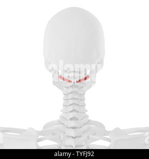 Rendu 3D précis médicalement illustration de l'obliquus Capitis inférieure Banque D'Images