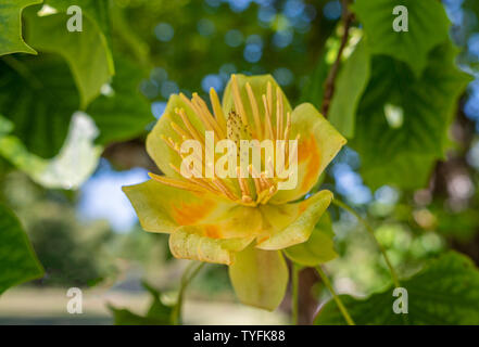 Fleur de tulipier de Virginie (Liriodendron tulipifera), Bavaria, Germany, Europe Banque D'Images