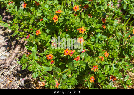 Lysimachia arvensis, mouron rouge Fleur rouge Banque D'Images