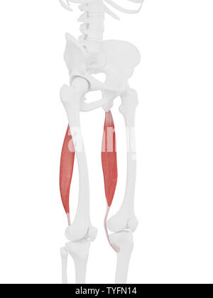 Médicalement en rendu 3d illustration de l'exacte le semitendinosus Banque D'Images