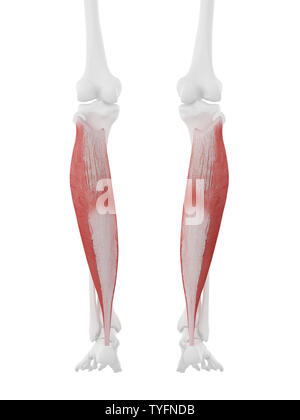 Médicalement en rendu 3d illustration de l'exacte le soleus Banque D'Images