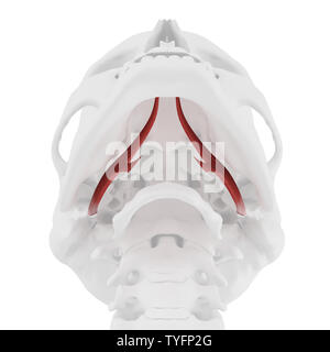 Médicalement en rendu 3d illustration de l'exacte Styloglossus Banque D'Images