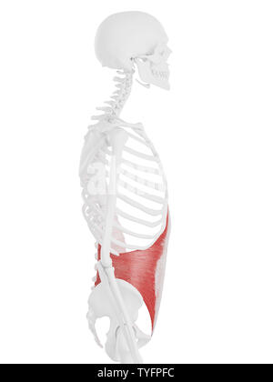 Médicalement en rendu 3d illustration de l'exacte transversus abdominis Banque D'Images