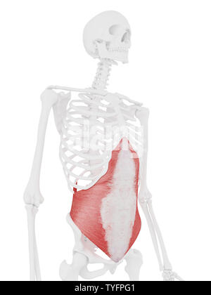 Médicalement en rendu 3d illustration de l'exacte transversus abdominis Banque D'Images