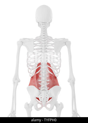 Médicalement en rendu 3d illustration de l'exacte transversus abdominis Banque D'Images