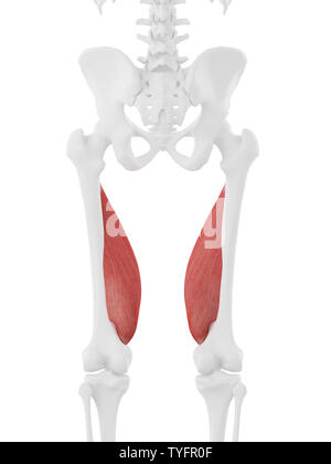 Médicalement en rendu 3d illustration de l'exacte le vastus medialis Banque D'Images