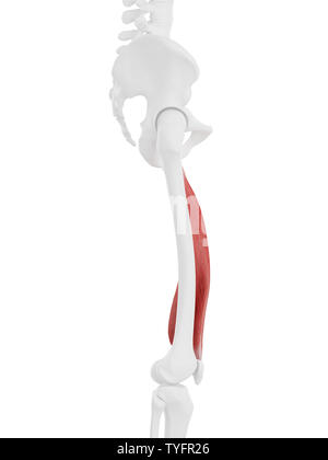 Médicalement en rendu 3d illustration de l'exacte le vastus medialis Banque D'Images