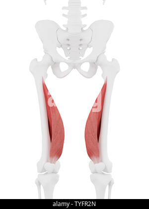 Médicalement en rendu 3d illustration de l'exacte le vastus medialis Banque D'Images