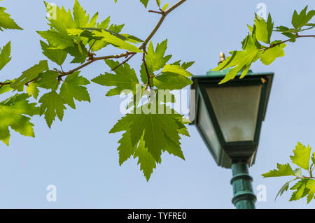 Planetree (Platanus orientalis) feuilles et trouble lampe de rue plus de ciel bleu. Planetree est connu comme un arbre national en Turquie. Banque D'Images