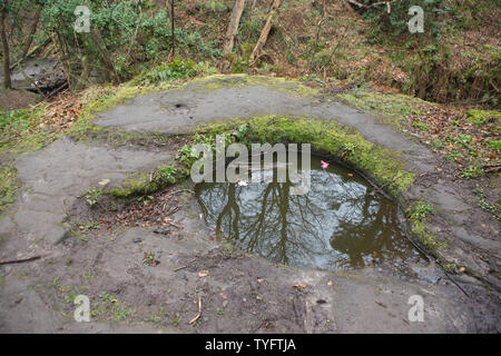 Arbres se reflétant dans l'eau du puits sacré supposé à Dunino Dunino, Den, St Andrews, en Écosse. Banque D'Images