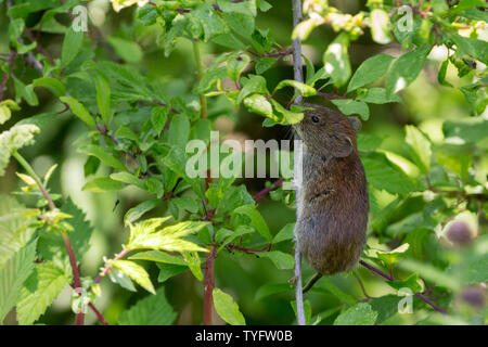 Campagnol roussâtre (Clethrionomys glareolus) recherche dans les petits arbres et arbustes à proximité d'une petite rivière. Petites oreilles fourrure brun rougeâtre et la longueur moyenne de la queue poilue Banque D'Images