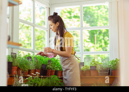 L'eau d'arrosage des plantes fleuriste dans un magasin de fleur. Banque D'Images