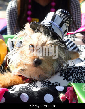 Un Yorkie appelé Parole Ooh fait une apparence fantaisiste à l'assemblée annuelle de la Coterie Barkus parade le 27 janvier 2008, à la Nouvelle Orléans' Quartier Français. Le défilé de centaines de chiens costumés et leurs propriétaires est l'un des nombreux événements qui dépasser la Nouvelle Orléans dans le carnaval veille de Mardi Gras, qui est le 5 février de cette année. (Photo d'UPI/A.J. Sisco) Banque D'Images