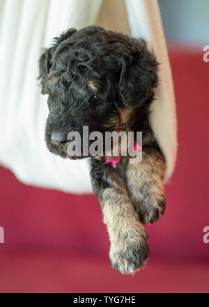 Nouveau-né adorable chiot Golden doodle fixant dans une couverture profondément endormie. Banque D'Images