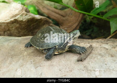 La tortue feuille d'Annam Banque D'Images