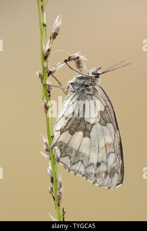 Une femelle papillon blanc marbré au repos sur une tige d'herbe dans une prairie de fleurs, Hampshire, Royaume-Uni Banque D'Images