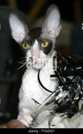 Un Cornish Rex cat pose pour des photos pendant les chats ! Show New York au Madison Square Garden de New York le 11 octobre 2003. (UPI/LAURA CAVANAUGH) Banque D'Images