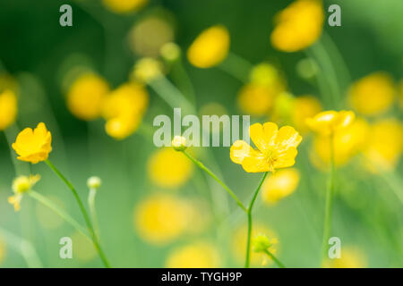 Renoncule rampante Ranunculus repens en fleur Banque D'Images