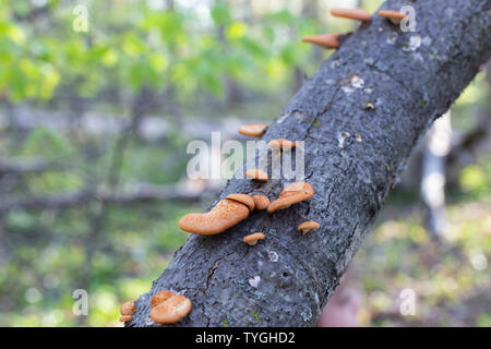 Filature sans anneau Michigan Champignons au miel de forêt naturelle de plantes comestibles de la vie Banque D'Images